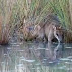 Swamp wallaby in Australia