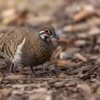 A spinifex pigeon in the Granite Gorge Nature Park, Mareeba, Australia