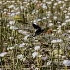 Green pygmy goose in Australia