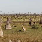 Kangaroo in Australia