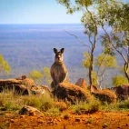 Kangaroo in Australia
