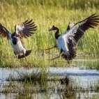 Magpie geese in Australia