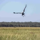 Magpie goose in Australia