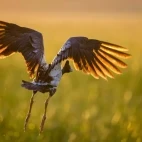 Magpie goose in Australia.