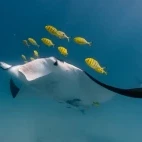 Manta ray & trevally in Australia