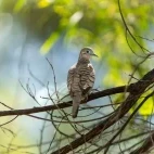 Peaceful dove in the Kimberleys, Australia