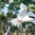Roseate tern in Australia
