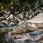 Saltwater crocodile in the Berkley River, Australia