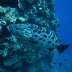 Giant potato cod in the Kimberley, Australia