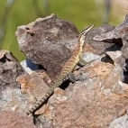 Kimberley rock monitor in Australia