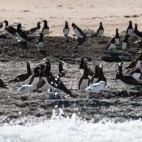 Brown boobies in Lacepede Islands, Australia