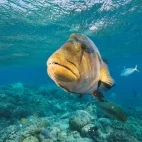 Maori wrasse humphead fish in the Kimberley, Australia