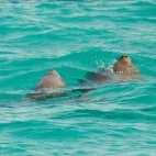 Dugong in Australia