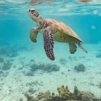 Green turtle in Australia
