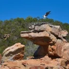 Osprey in the Kimberley, Australia