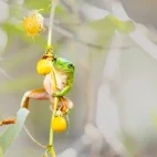 Small green tree frog on hairy nightshade vine in the Kimberley, Australia