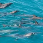 Indo-Pacific bottlenose dolphins in the Kimberley, Australia