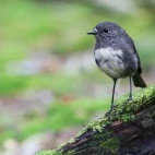 A South Island robin in New Zealand.