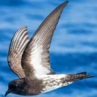 A storm petrel in flight, in New Zealand.