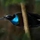 Magnificent riflebird in Papua New Guinea.
