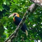Blyth's hornbill in Papua New Guinea