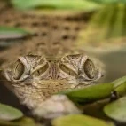 Crocodile in Papua New Guinea