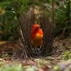 Flame bowerbird in Papua New Guinea