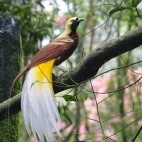 Lesser bird of paradise in Papua New Guinea
