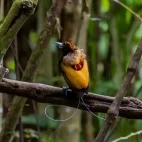 Magnificent bird of paradise in Papua New Guinea