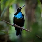 Magnificent riflebird in Papua New Guinea.