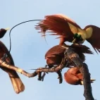 Red bird of paradise in Papua New Guinea.