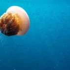 Snorkelling in Papua New Guinea.