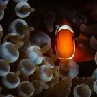 Spine-cheeked anemonefish in Papua New Guinea
