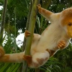 Cuscus in Tufi, Papua New Guinea