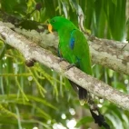 Eclectus parrot in Tufi, Papua New Guinea