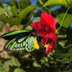 Priam's birdwing butterfly in Tufi, Papua New Guinea.