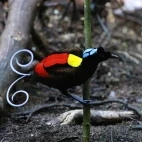 Wilson's bird of paradise in Papua New Guinea.