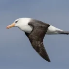 Campbell albatross in flight, in the Subantarctic.