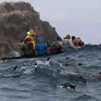 A Zodiac observing penguins in the Bounty Islands, Subantarctic.