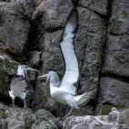 Salvin's albatross on the Bounty Islands, Subantarctic.