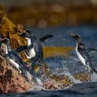 Erect-crested penguins on the Bounty Islands, Subantarctic.