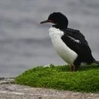Campbell shag, in the Subantarctic.