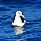 Campbell albatross in the Subantarctic.