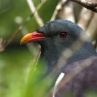 A Chatham Island pigeon, in the Subantarctic.