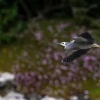 A white-faced heron in flight, on the Chatham Islands, Subantarctic.