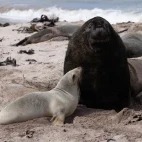 New Zealand sea lion on Enderby Island, the Subantarctic.