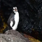 Erect-crested penguin in the Subantarctic.