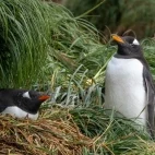 Gentoo penguins on Macquarie Island, Subantarctic.
