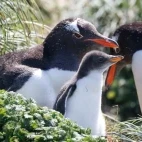 Gentoo penguins with chick, in the Subantarctic.