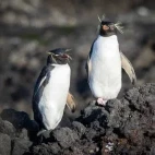 Two southern rockhopper penguins in the Subantarctic.